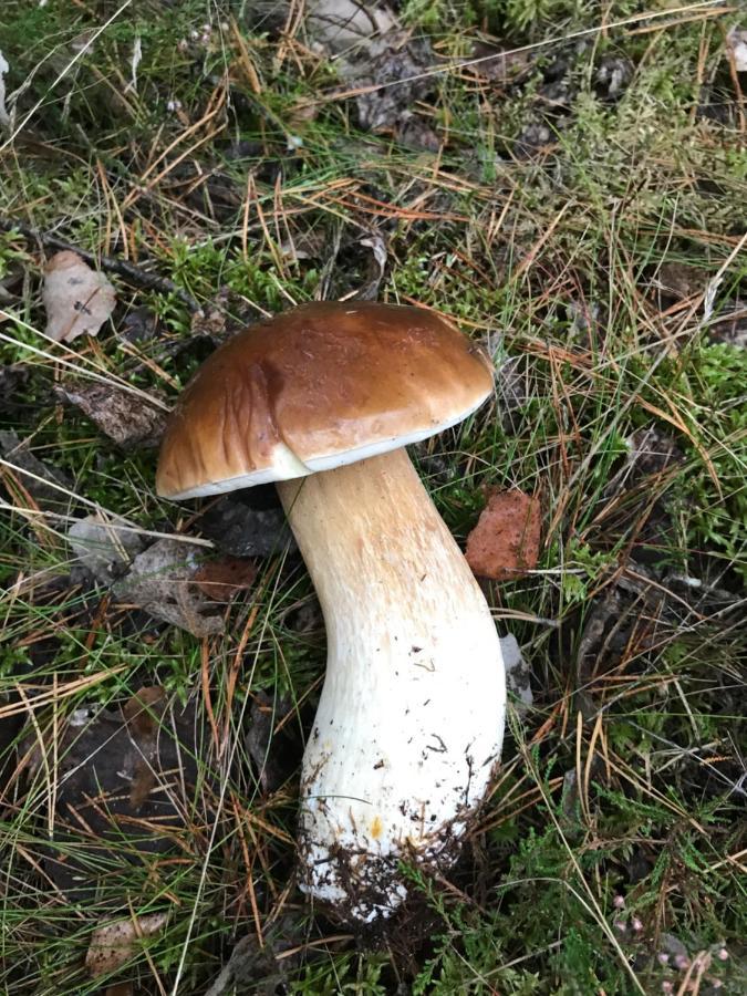Domek Borsk Buitenkant foto