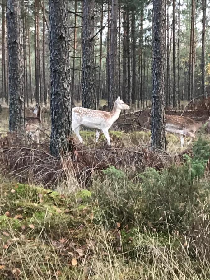 Domek Borsk Buitenkant foto